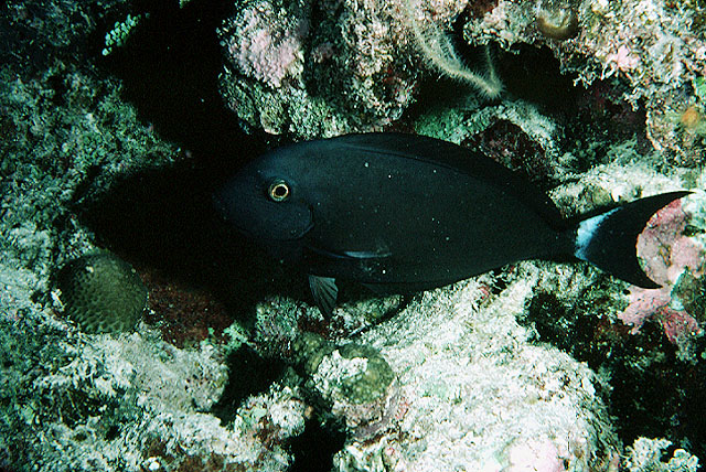 Acanthurus albipectoralis